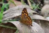 Speckled Wood (Pararge aegeria) Italy - Sicily - Palermo