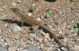 Italian Wall Lizard (Podarcis siculus) Italy - Ustica