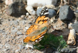 Painted Lady (Vanessa cardui) Italy - Ustica