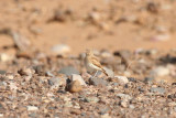 Bar-tailed Lark ssp arenicolor (Ammomanes cinctura arenicolor) Morocco - Région de Merzouga