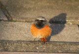 Eastern Black Redstart (Phoenicurus ochruros phoenicuroides) Male - Barendrecht ZH