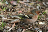 Eurasian (Common) Chaffinch (Fringilla coelebs) Athens - Acropolis