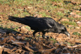 Northern Raven (Corvus corax) Spain - Collegats-Queralt - Gramuntill vulture feeding station