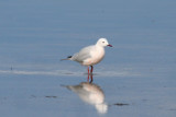 Slender-billed Gull (Chroicocephalus genei) Spain - Ebro Delta - Laguna de la Tancada