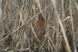 Cettis Warbler (Cettia cetti) Spain - Delta Llobregat