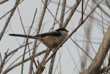 Pyrenees Long-tailed Tit (Aegithalos caudatus taiti) Spain - Barcelona - Delta Llobregat