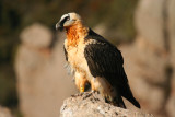Gramuntill Vulture Feeding Station & Pyrenees