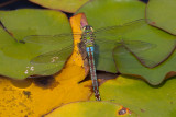 Emperor dragonfly