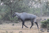 Nilgai