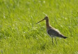 Grutto / Black-tailed Godwit / Heerde