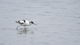 Kluut / Pied Avocet (Starrevaart)