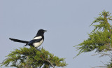 Ekster / Eurasian Magpie (Katwijk)