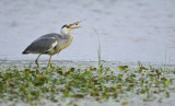 Blauwe Reiger / Grey Heron (Wassenaar)
