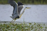 Blauwe Reiger / Grey Heron (Wassenaar)