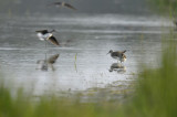 Witgat / Green Sandpiper (Wassenaar)