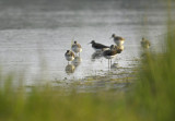 Witgat / Green Sandpiper (Wassenaar)