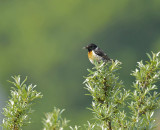 Roodborst Tapuit / European Stonechat (Wassenaar)