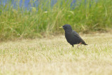 Spreeuw / Common Starling (Katwijk)