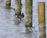 Kuifeend (vrouwtje)/ Tufted Duck (Starrevaart)