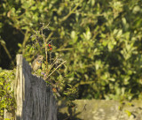 Blauwborst / Bluethroat (Zwanenwater Callantsoog)