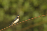 Boerenzwaluw / Barn Swallow (Zwanenwater Callantsoog)
