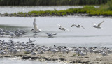 Grote Stern / Sandwich Tern (Zwanenwater Callantsoog)