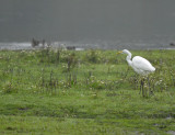 Grote Zilverreiger - Western Great Egret (OVP)