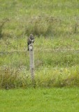 Buizerd - Common Buzzard (Biddinghuizen)