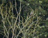 Buizerd - Common Buzzard (Biddinghuizen)