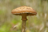 _DSC1452 Eerde