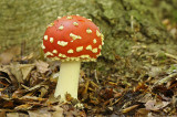 Vliegenzwam / Fly Agaric - Eerde