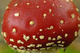 Vliegenzwam / Fly Agaric - Eerde