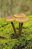 _DSC1554 Eerde