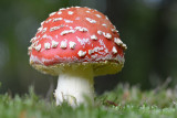 Vliegenzwam / Fly Agaric - Eerde