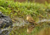 Winterkoning / Winter Wren (Lemele HBN hut)