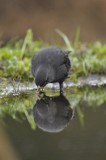 Merel / Common Blackbird (Lemele HBN hut)