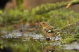 Vink / Common Chaffinch (Lemele HBN hut)