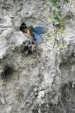 IJsvogel / Common Kingfisher (Hengelo)