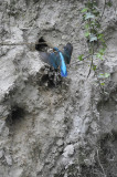IJsvogel / Common Kingfisher (Hengelo)