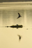 Zwarte Stern / Black Tern (de Ooypolder)