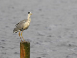 Blauwe Reiger / Grey Heron (de Starrevaart)