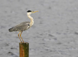 Blauwe Reiger / Grey Heron (de Starrevaart)
