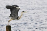 Blauwe Reiger / Grey Heron (de Starrevaart)