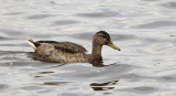 Wilde Eend / Mallard (de Starrevaart)