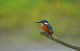 IJsvogel / Common Kingfisher (Oelemars Losser)