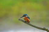 IJsvogel / Common Kingfisher (Oelemars Losser)