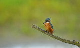 IJsvogel / Common Kingfisher (Oelemars Losser)
