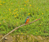 IJsvogel / Common Kingfisher (Oelemars Losser)