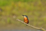 IJsvogel / Common Kingfisher (Oelemars Losser)