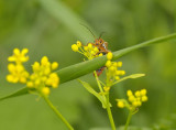 _DSC3665 (Nijmegen)